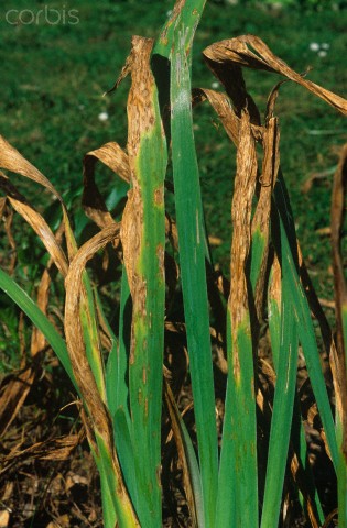 Iris Leaf Spot